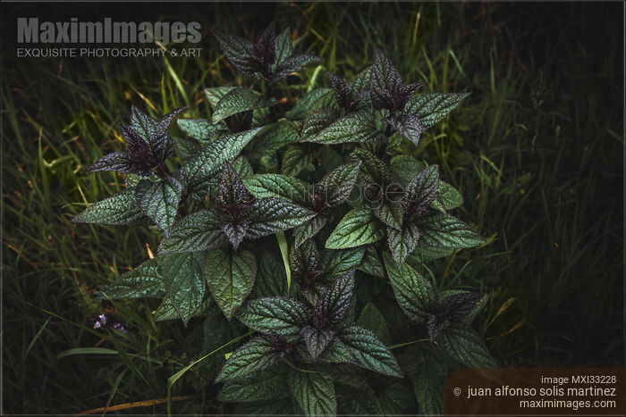 Peppermint plant. Dramatic nature closeup still life of dark green mint leaves. Stock photo of Peppermint plant. Dramatic nature closeup still life of dark green mint leaves. Buy commercial use license at MaximImages