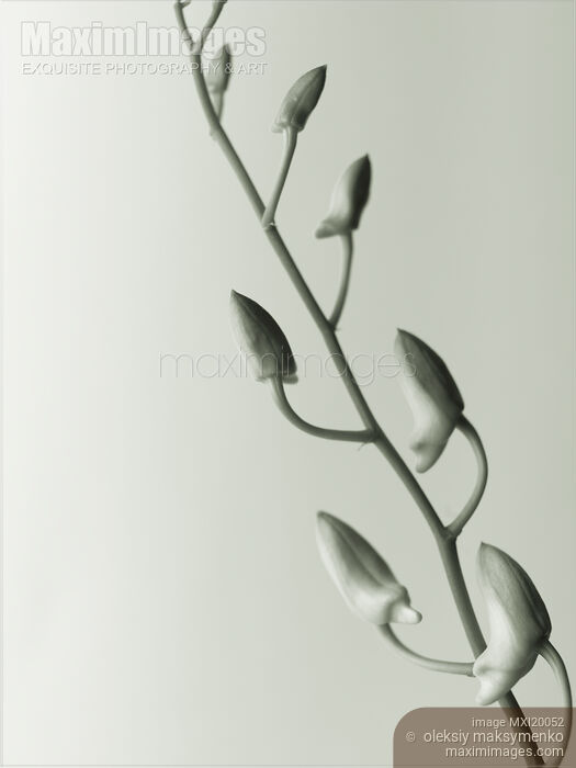 Stock photo of Phalaenopsis Flower Buds Buy commercial use license at MaximImages
