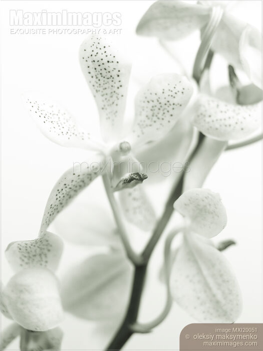 Stock photo of Phalaenopsis Flowers Buy commercial use license at MaximImages