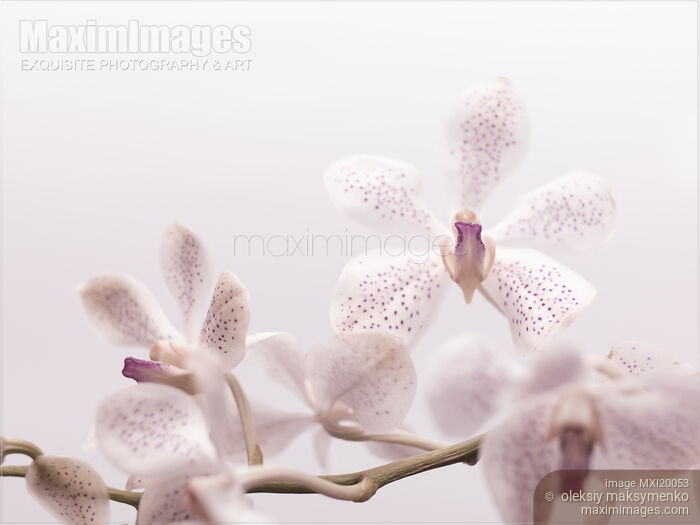Phalaenopsis Flowers Stock photo of Phalaenopsis Flowers Buy commercial use license at MaximImages