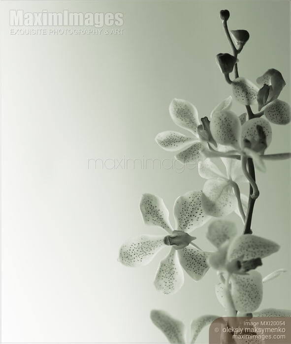 Stock photo of Phalaenopsis Flowers Buy commercial use license at MaximImages