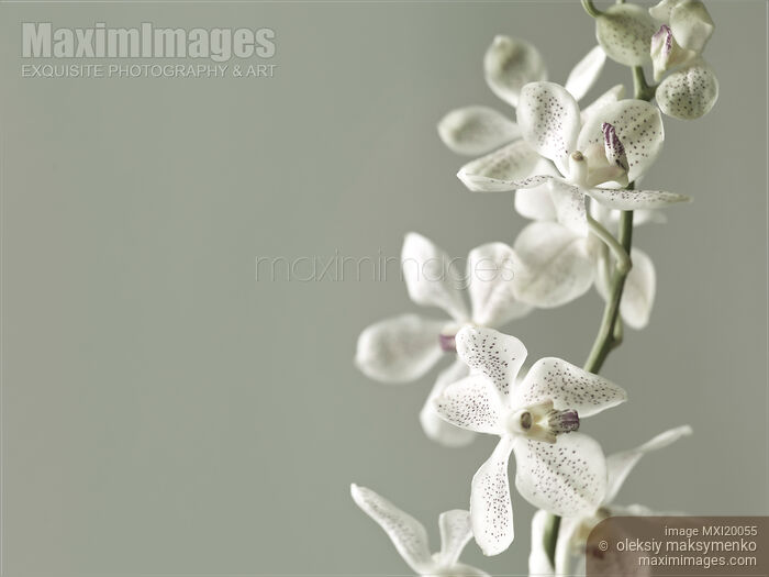 Stock photo of Phalaenopsis Flowers Buy commercial use license at MaximImages