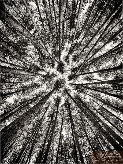 Stock photo of Pine forest converging tree tops black and white Buy commercial use license at MaximImages