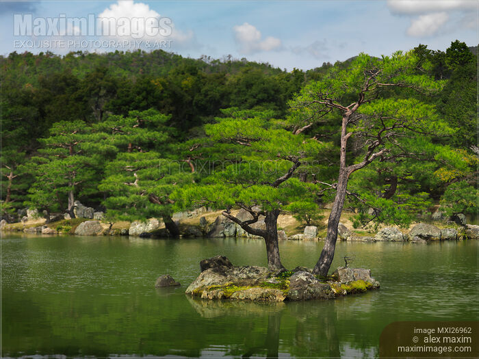 Pine trees at Japanese garden in Kyoto Stock photo of Pine trees at Japanese garden in Kyoto Buy commercial use license at MaximImages