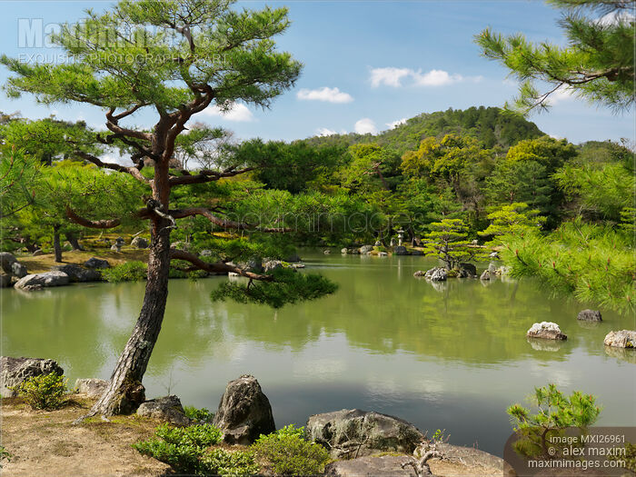 Stock photo of Pine trees at Japanese garden with pond in Kyoto Buy commercial use license at MaximImages
