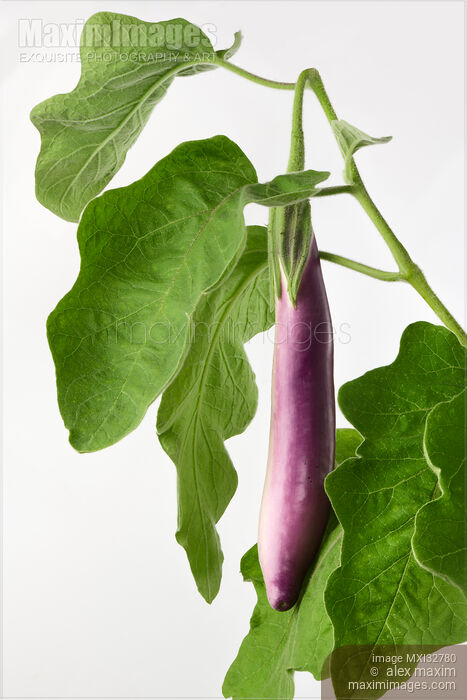 Stock photo of Ping Tung Long asian eggplant aubergine purple fruit on a plant with green leaves on white Buy commercial use license at MaximImages
