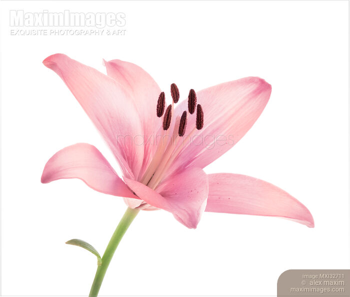 Pink Asiatic lily flower artistic closeup isolated on white Stock photo of Pink Asiatic lily flower artistic closeup isolated on white Buy commercial use license at MaximImages