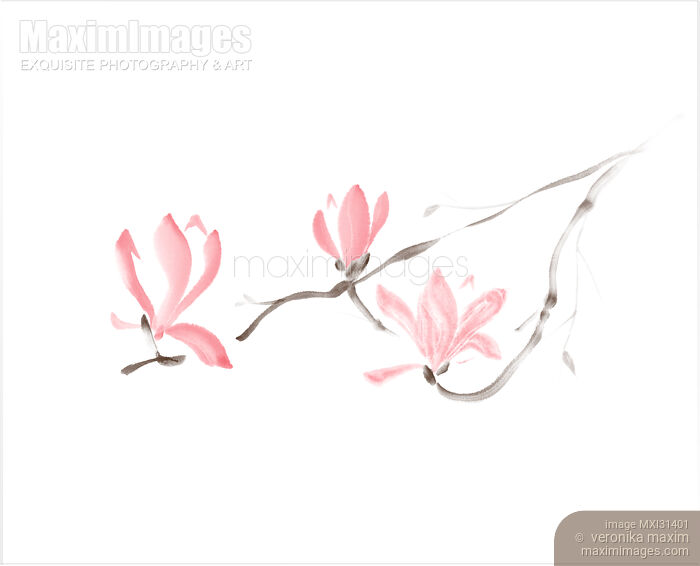 Pink Magnolia blossoms branch with three flowers Japanese Zen Sumi-e design Stock image of Pink Magnolia blossoms branch with three flowers Japanese Zen Sumi-e design Buy commercial use license at MaximImages