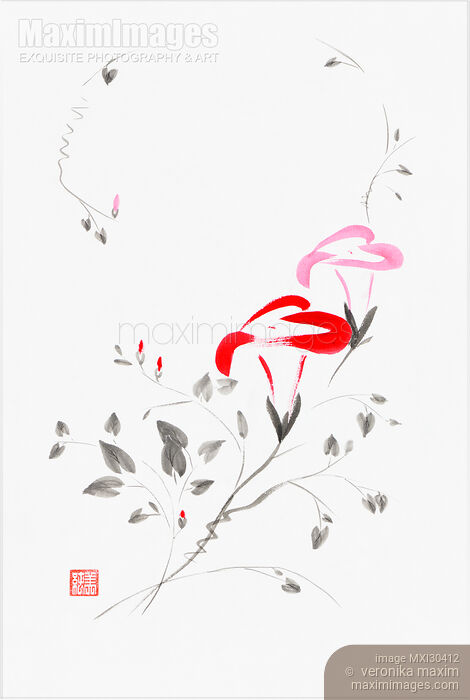 Pink Morning Glory flowers Japanese Zen Sumi-e painting on white rice paper Stock image of Pink Morning Glory flowers Japanese Zen Sumi-e painting on white rice paper Buy commercial use license at MaximImages