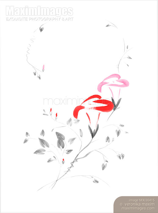 Pink Morning Glory flowers Sumi-e illustration artistic design on white background Stock image of Pink Morning Glory flowers Sumi-e illustration artistic design on white background Buy commercial use license at MaximImages