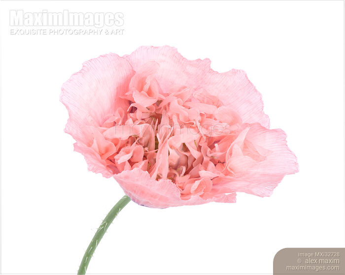 Pink Peony Poppy closeup of flower with light pink petals front view isolated on white Stock photo of Pink Peony Poppy closeup of flower with light pink petals front view isolated on white Buy commercial use license at MaximImages