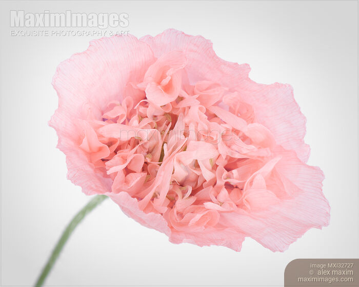 Pink Peony Poppy flower closeup of petals Papaver somniferum on light gray Stock photo of Pink Peony Poppy flower closeup of petals Papaver somniferum on light gray Buy commercial use license at MaximImages