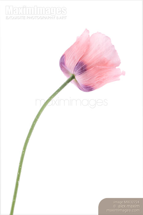 Stock photo of Pink Peony Poppy flower closeup on a stem Papaver somniferum isolated on white Buy commercial use license at MaximImages
