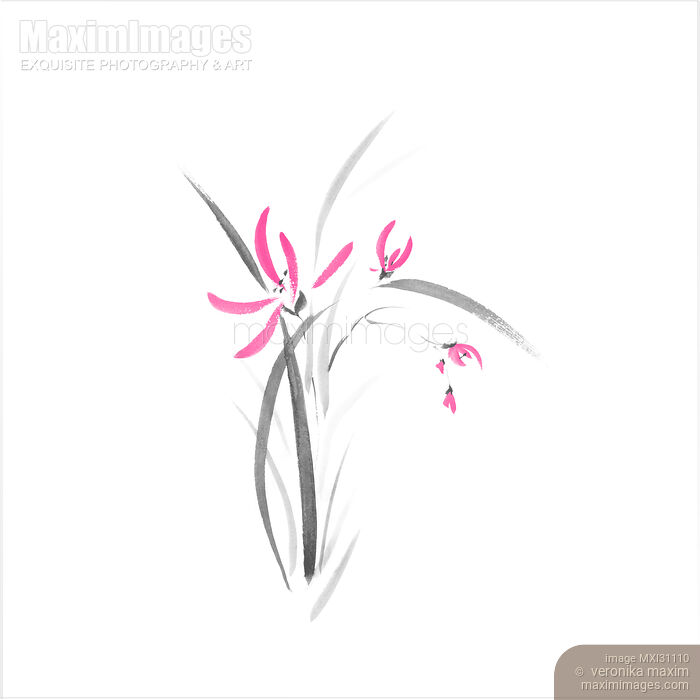 Stock image of Pink wild orchid delicate floral design Japanese Sumi-e Zen style illustration Buy commercial use license at MaximImages