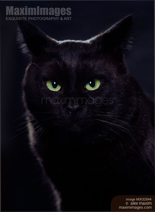 Stock photo of Portrait of a black cat with fierce bright green eyes Buy commercial use license at MaximImages
