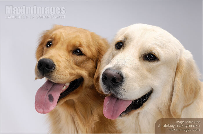 Stock photo of Portrait of Two Golden Retrievers Buy commercial use license at MaximImages