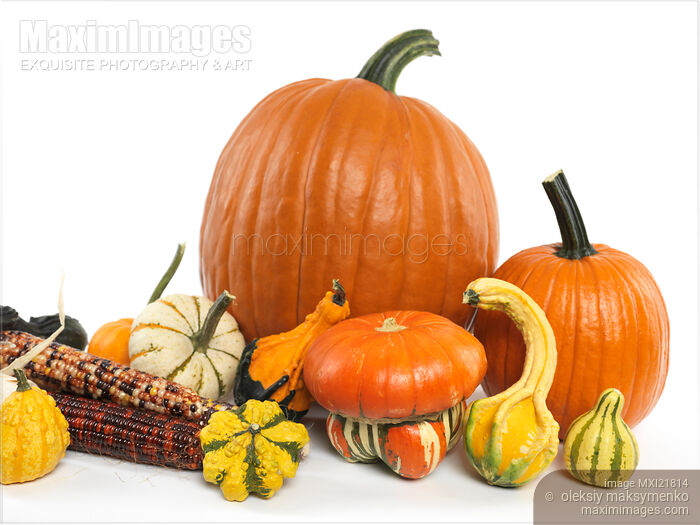 Stock photo of Pumpkins and Gourds Buy commercial use license at MaximImages