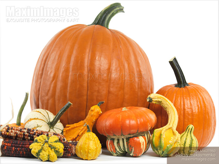 Stock photo of Pumpkins and Gourds Buy commercial use license at MaximImages