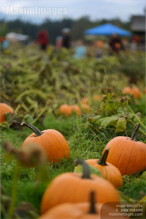 Stock photo of Pumpkins at a farm in fall BC Canada Buy commercial use license at MaximImages