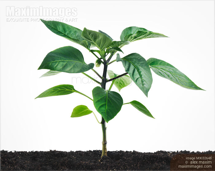 Stock photo of Purple Beauty Sweet Pepper little plant growing in soil Buy commercial use license at MaximImages