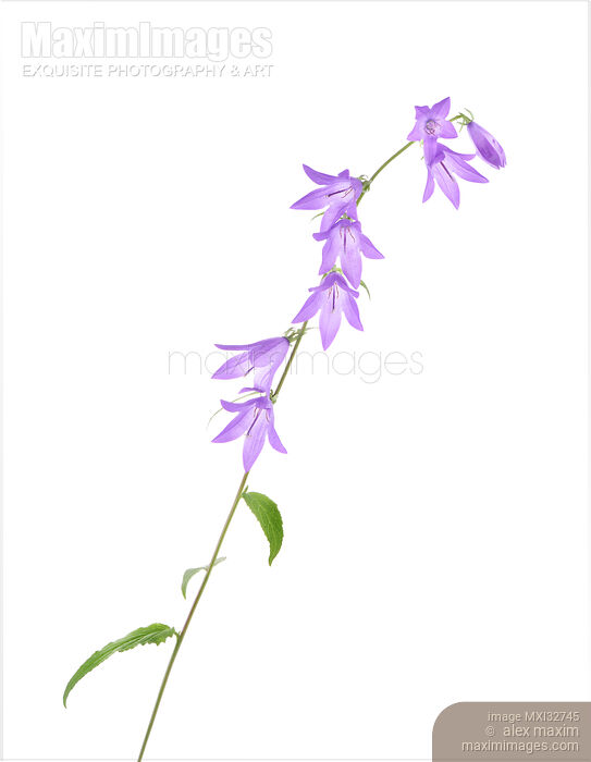 Purple bellflowers on a stem Artistic plant closeup isolated on white Stock photo of Purple bellflowers on a stem Artistic plant closeup isolated on white Buy commercial use license at MaximImages