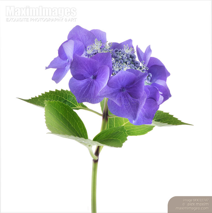 Stock photo of Purple-blue flowers of a flowering shrub Hydrangea Macrophylla isolated on white Buy commercial use license at MaximImages