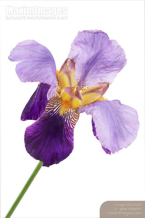Purple Iris flower Irus croatica or Bearded Iris isolated on white Stock photo of Purple Iris flower Irus croatica or Bearded Iris isolated on white Buy commercial use license at MaximImages