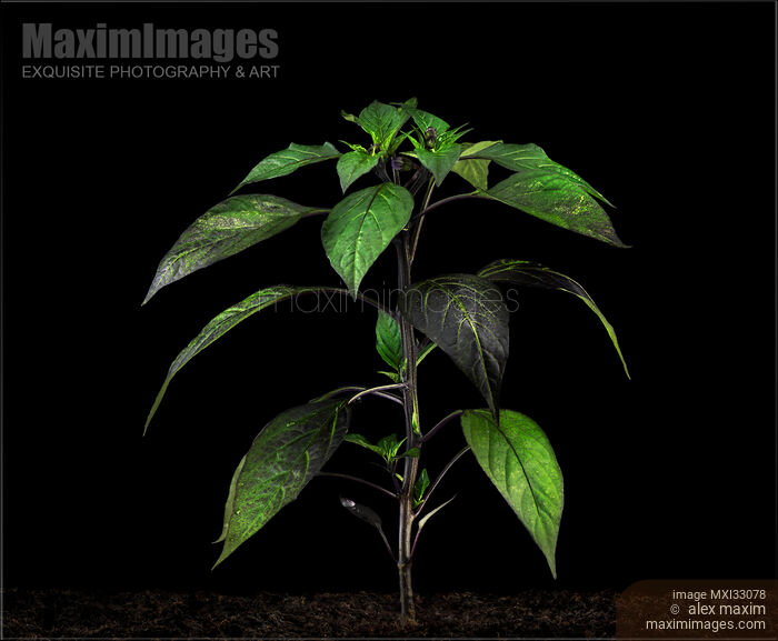Stock photo of Purple Japanese sweet pepper plant Murasaki growing in soil isolated on black Buy commercial use license at MaximImages