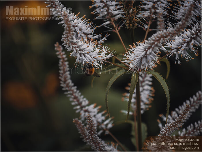 Stock photo of Purple Loosestrife flowers with a pollinating bee Lythrum tomentosum, Lythrum salicaria Buy commercial use license at MaximImages