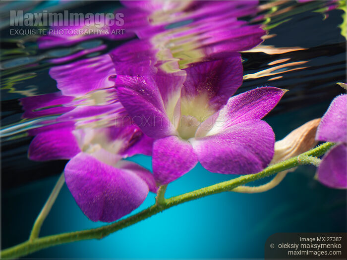 Stock photo of Purple Phalaenopsis Flowers Buy commercial use license at MaximImages