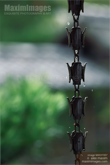 Stock photo of Rain chain Kusari-toi kusari-doi with rain water running down at Japanese Zen temple Buy commercial use license at MaximImages