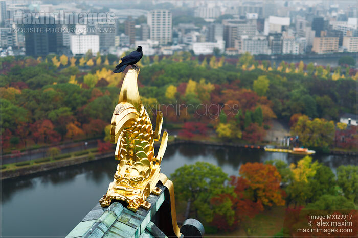 Raven on roof top golden decor of Osaka Castle in autumn city scenery Stock photo of Raven on roof top golden decor of Osaka Castle in autumn city scenery Buy commercial use license at MaximImages
