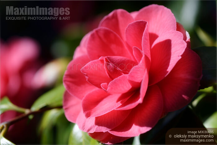 Stock photo of Red Camellia Japonica beautiful flower closeup in sunlight Buy commercial use license at MaximImages