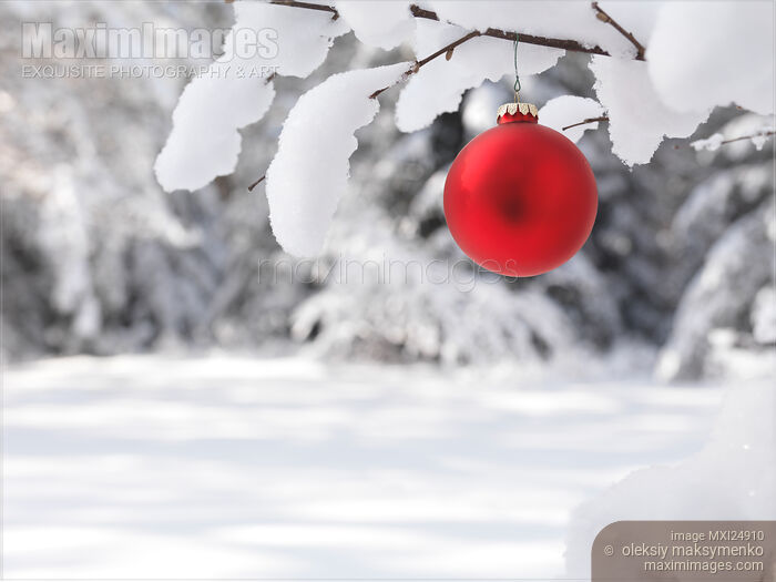 Stock photo of Red Christmas ornament on snow covered tree Buy commercial use license at MaximImages