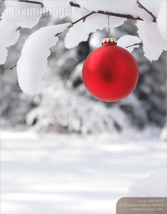 Stock photo of Red Christmas ornament on snow covered tree branch Buy commercial use license at MaximImages