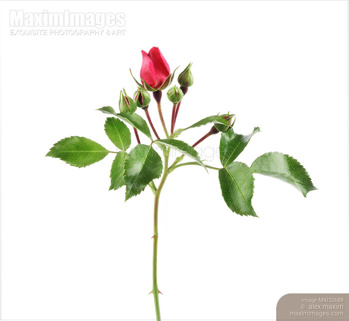 Red Damask Rose side view of a flower bud on branch with green leaves isolated on white Stock photo of Red Damask Rose side view of a flower bud on branch with green leaves isolated on white Buy commercial use license at MaximImages