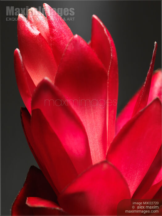 Stock photo of Red Ginger Alpinia Purpurata Flower Buy commercial use license at MaximImages