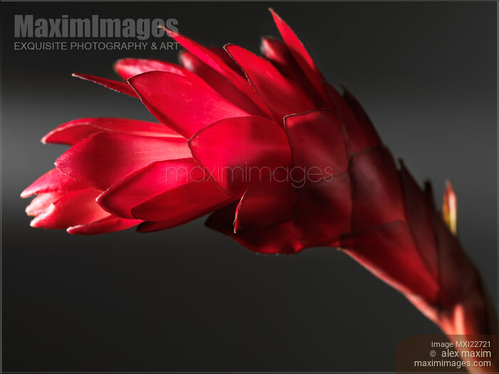 Stock photo of Red Ginger Alpinia Purpurata Flower Buy commercial use license at MaximImages
