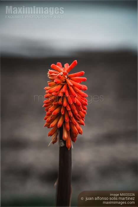 Stock photo of Red Hot Pokers Torch Lily Flowers Buy commercial use license at MaximImages