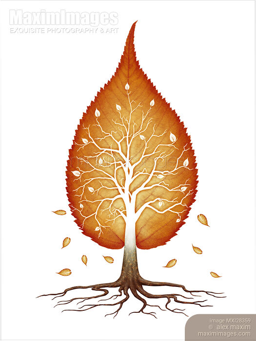 Stock image of Red leaf shaped tree nature fractals concept Buy commercial use license at MaximImages