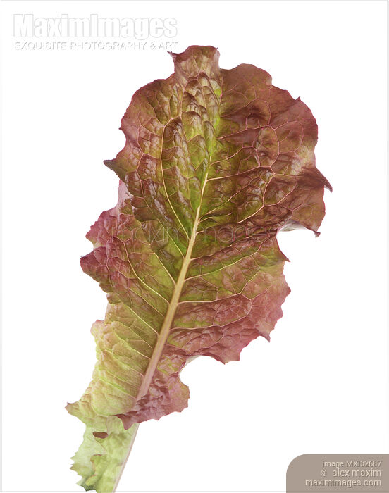 Red Lettuce leaf closeup isolated on white Stock photo of Red Lettuce leaf closeup isolated on white Buy commercial use license at MaximImages