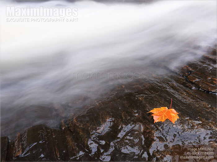 Stock photo of Red Maple Leaf Lying Close to Water Stream Buy commercial use license at MaximImages