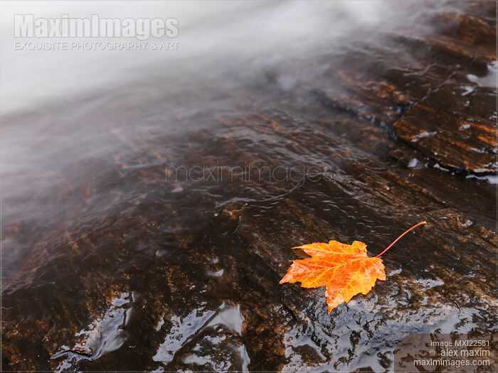 Stock photo of Red Maple Leaf Lying Close to Water Stream Buy commercial use license at MaximImages