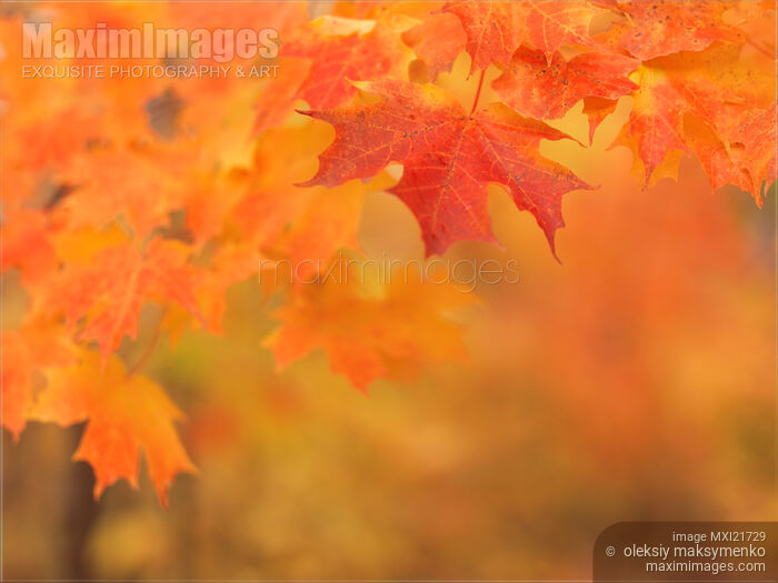 Stock photo of Red Maple Leaves Buy commercial use license at MaximImages