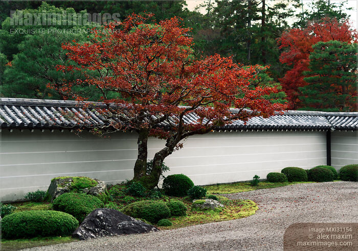 Red maple tree at Hojo-teien traditional rock garden at Nanzen-ji Temple Hojo Stock photo of Red maple tree at Hojo-teien traditional rock garden at Nanzen-ji Temple Hojo Buy commercial use license at MaximImages