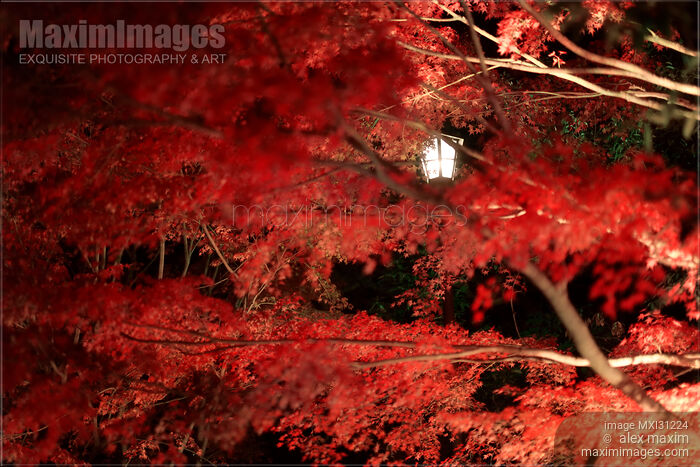 Stock photo of Red maple trees lit by street lights in autumn Buy commercial use license at MaximImages