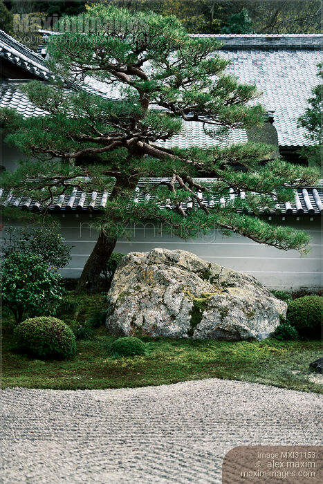Red pine tree at Hojo-teien karesansui traditional rock Zen garden at Nanzen-ji Hojo Stock photo of Red pine tree at Hojo-teien karesansui traditional rock Zen garden at Nanzen-ji Hojo Buy commercial use license at MaximImages