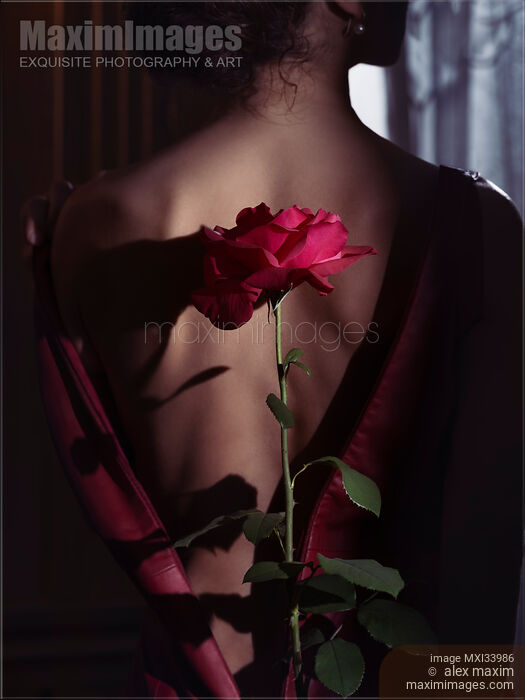 Red rose casting a shadow on a mysterious woman bare back. Dramatic sensual fine art photograph. Stock photo of Red rose casting a shadow on a mysterious woman bare back. Dramatic sensual fine art photograph. Buy commercial use license at MaximImages