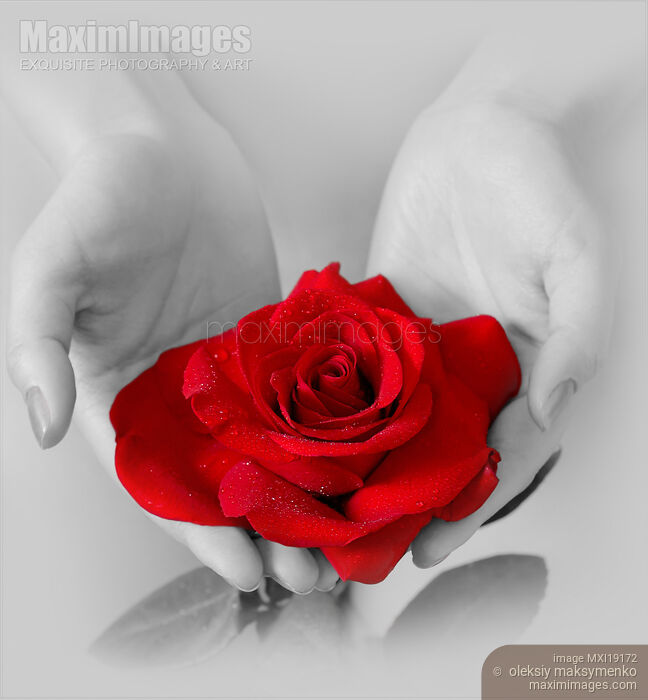 Red Rose in Hands of a Woman Stock photo of Red Rose in Hands of a Woman Buy commercial use license at MaximImages