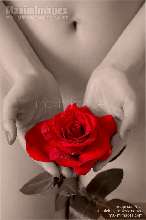 Red rose in woman hands Stock photo of Red rose in woman hands Buy commercial use license at MaximImages